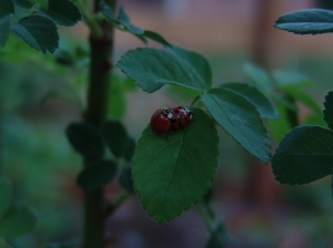 Ladybugs that think the garden is their own private sphere.