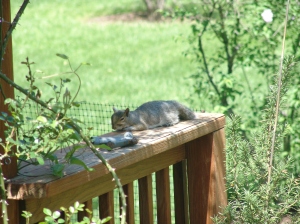 One of my good bros from the Nutkins clan cat napping on part of the deck warmed by afternoon sun.