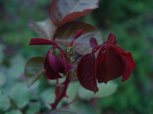 No flowers here. New leaves on the romantica, "Traviata." I generally prefer the traits of the old european roses, but I love the rich burgundy red leaves of many hybrid teas. The color reminds me of japanese maples.